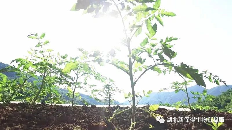 冬季別閑著，你家的地該這么養(yǎng)！用生物有機(jī)肥“養(yǎng)胃”